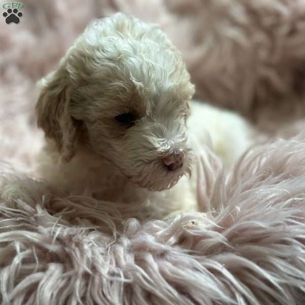 Violet, Mini Goldendoodle Puppy