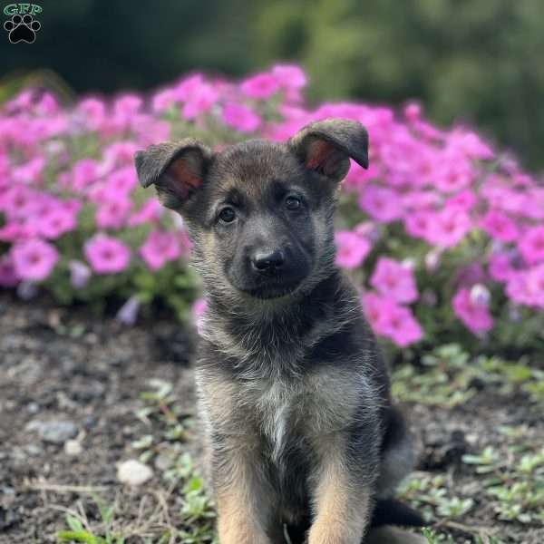 Sheeva, German Shepherd Puppy