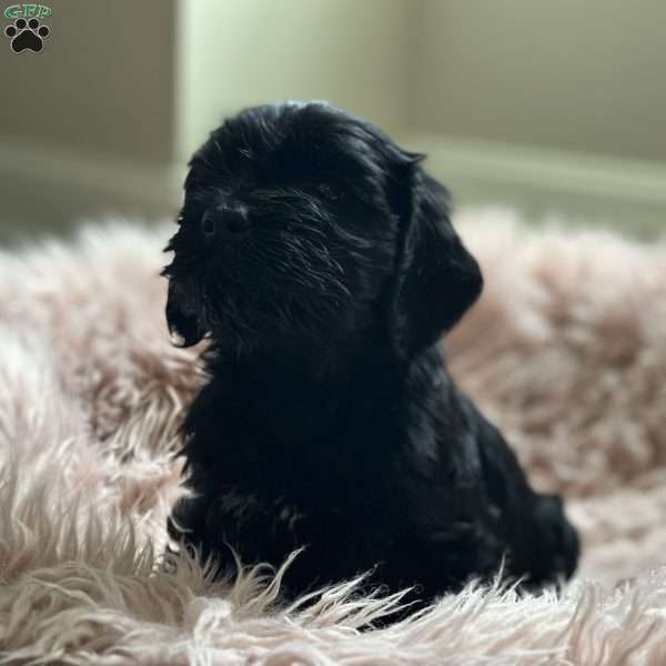 Lola, Mini Goldendoodle Puppy