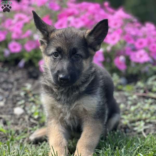 Serena, German Shepherd Puppy