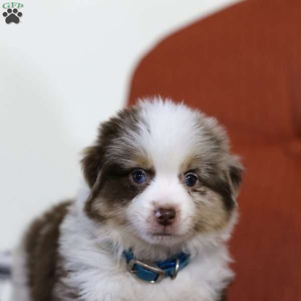 Cody, Miniature Australian Shepherd Puppy