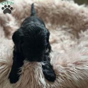 Lola, Mini Goldendoodle Puppy