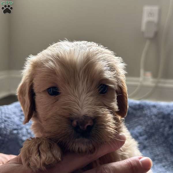 Juan, Mini Goldendoodle Puppy