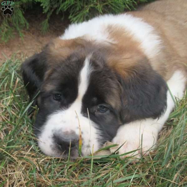 Lexi, Saint Bernard Puppy