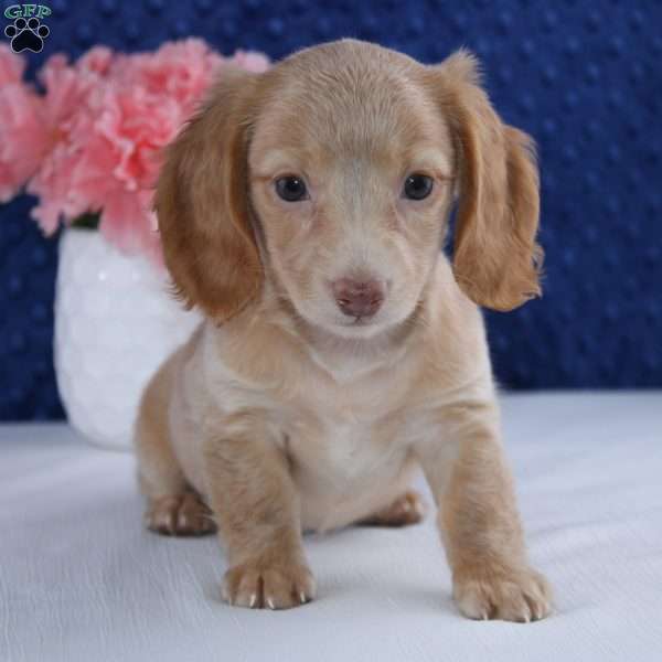 Briana, Dachshund Puppy