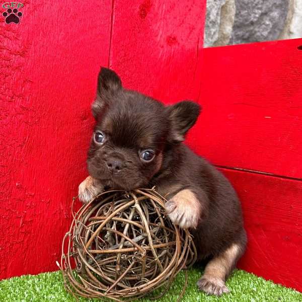 Chester, French Bulldog Puppy