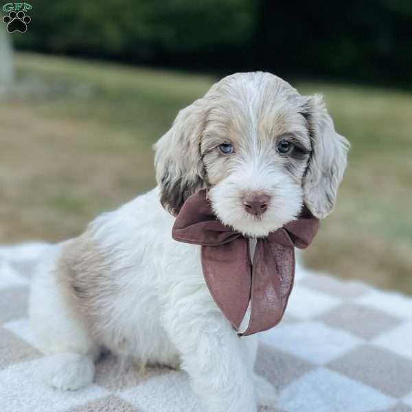 Puddles, Mini Goldendoodle Puppy