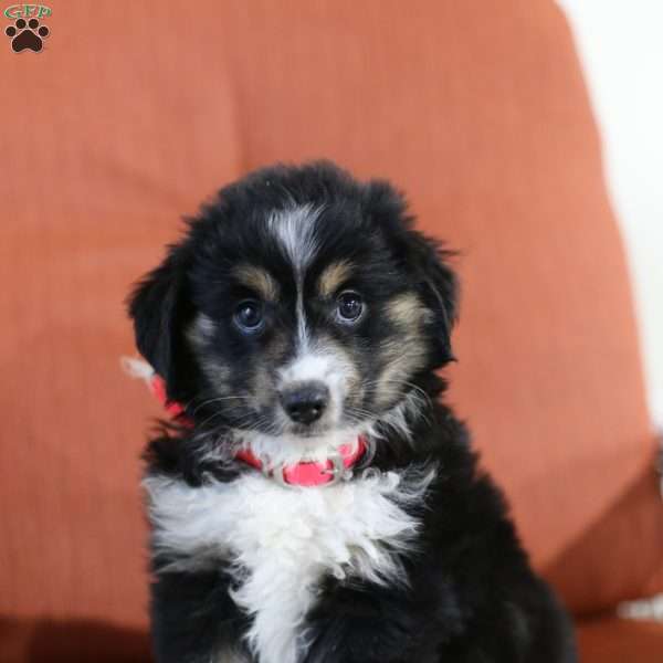 Chloe, Miniature Australian Shepherd Puppy