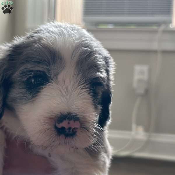 Owen, Mini Goldendoodle Puppy