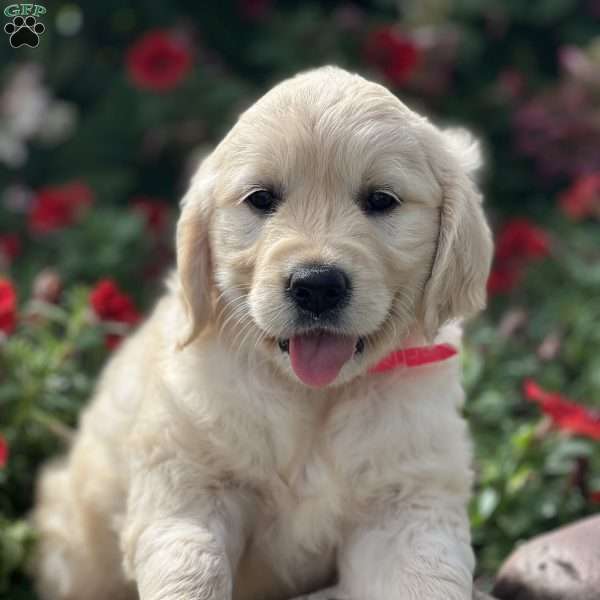 Skye, English Cream Golden Retriever Puppy