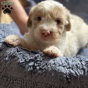 Buster, Mini Goldendoodle Puppy