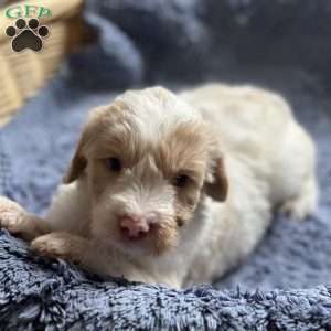 Buster, Mini Goldendoodle Puppy