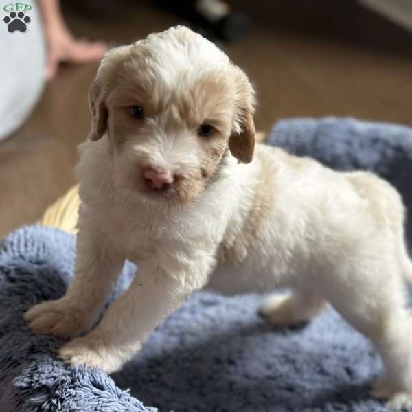 Buster, Mini Goldendoodle Puppy