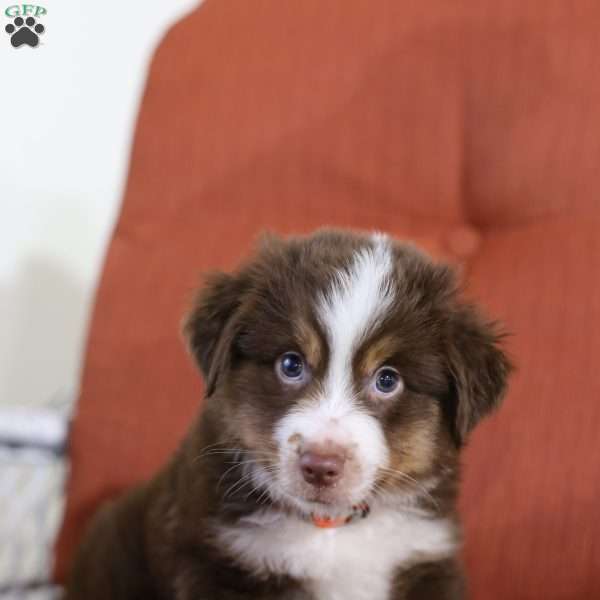 Carson, Miniature Australian Shepherd Puppy