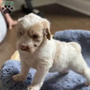 Buster, Mini Goldendoodle Puppy