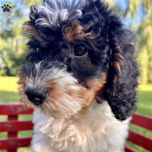 Joshua, Mini Bernedoodle Puppy