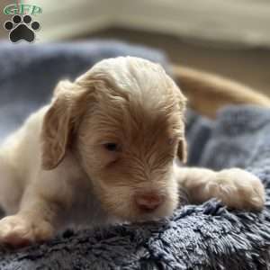 Joe, Mini Goldendoodle Puppy