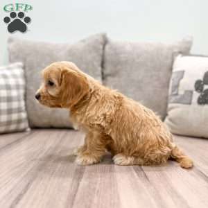 Darla, Cavapoo Puppy