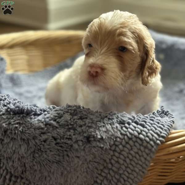 Joe, Mini Goldendoodle Puppy