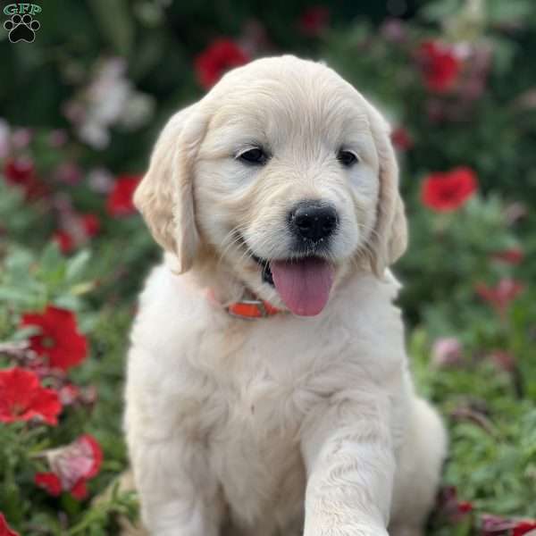 Strawberry, English Cream Golden Retriever Puppy