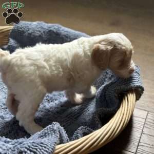 Joe, Mini Goldendoodle Puppy