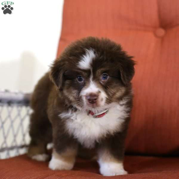 Darlene, Miniature Australian Shepherd Puppy