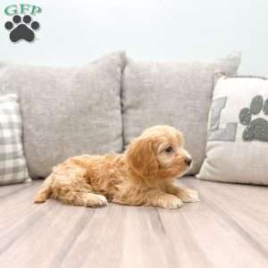 Darla, Cavapoo Puppy