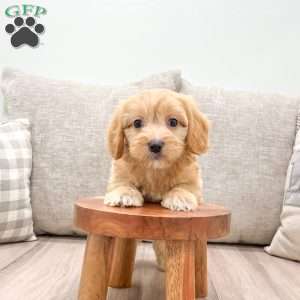 Darla, Cavapoo Puppy