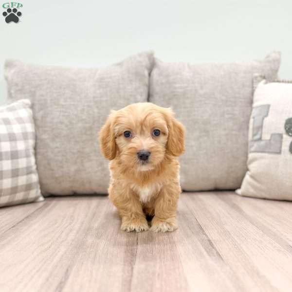 Darla, Cavapoo Puppy