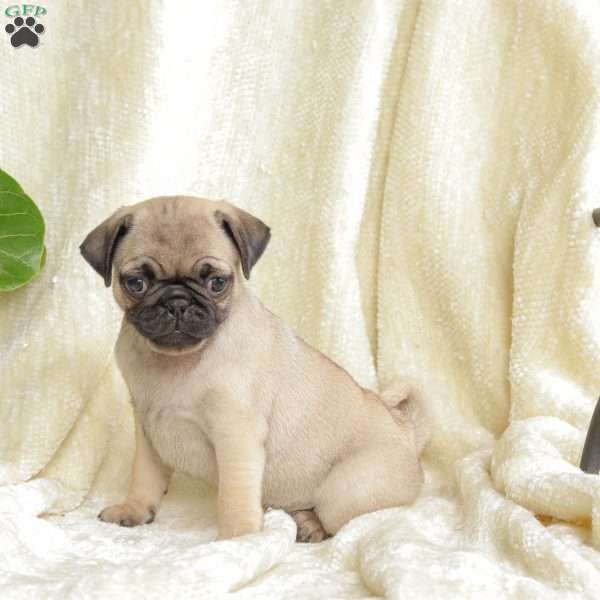 Brinnley, Pug Puppy