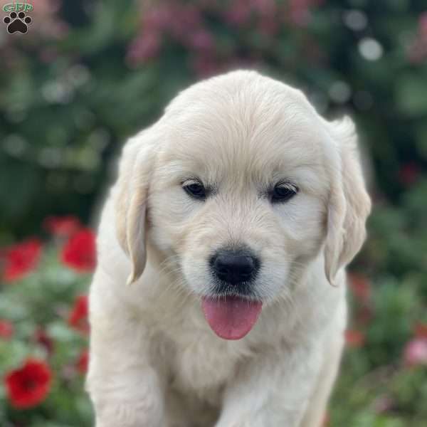 Sunny, English Cream Golden Retriever Puppy