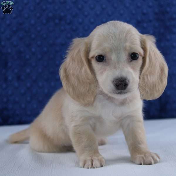 Blaze, Dachshund Puppy