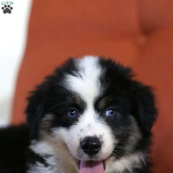 Cassie, Miniature Australian Shepherd Puppy