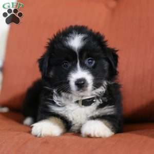 Diane, Miniature Australian Shepherd Puppy