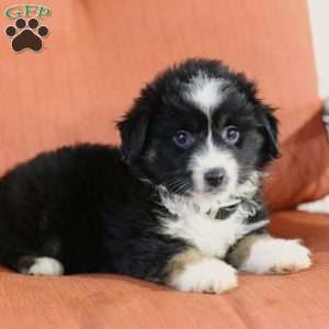 Diane, Miniature Australian Shepherd Puppy