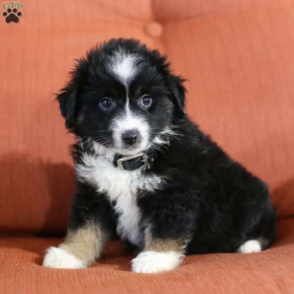 Diane, Miniature Australian Shepherd Puppy