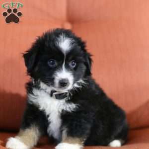 Diane, Miniature Australian Shepherd Puppy