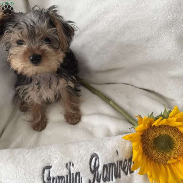 Louis, Yorkie Puppy