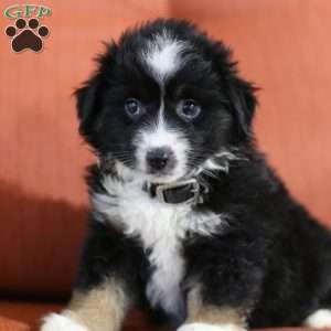 Diane, Miniature Australian Shepherd Puppy