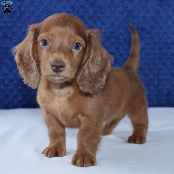 Braxton, Dachshund Puppy