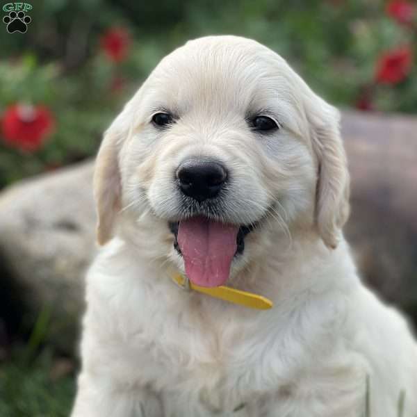 Simba, English Cream Golden Retriever Puppy