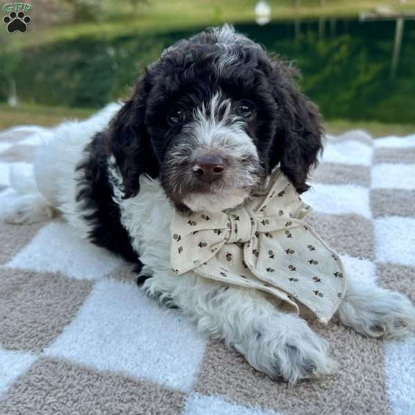 Splash, Mini Goldendoodle Puppy