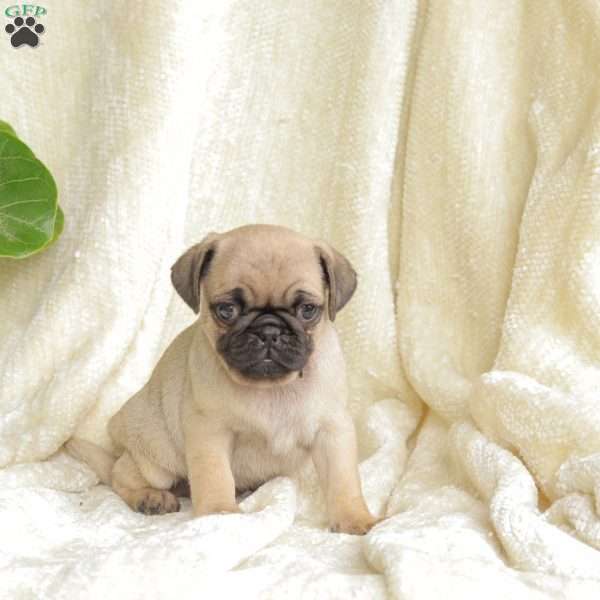 Tootsie, Pug Puppy