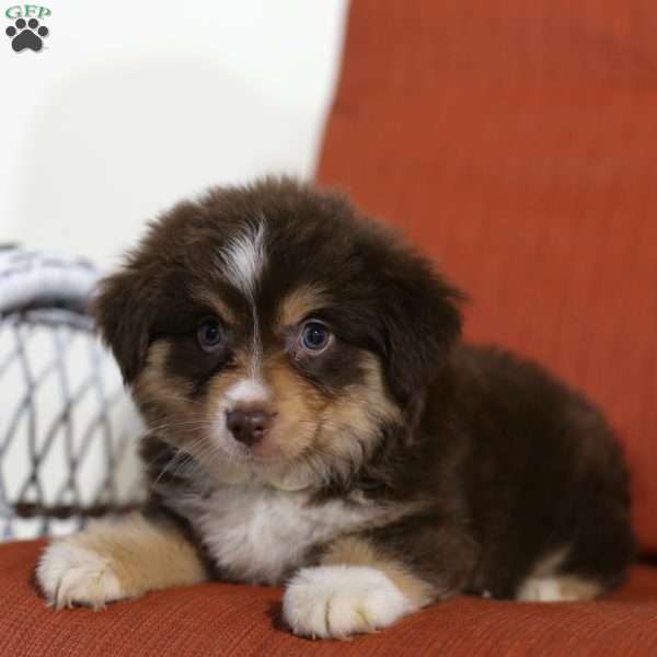 Daisy, Miniature Australian Shepherd Puppy