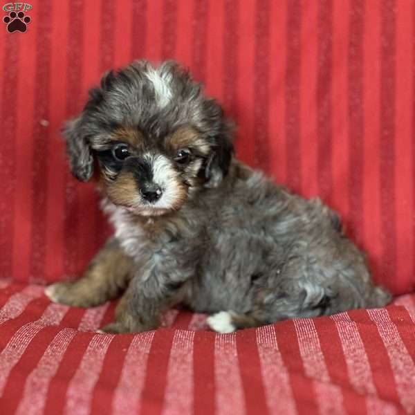 Sophie, Cavapoo Puppy