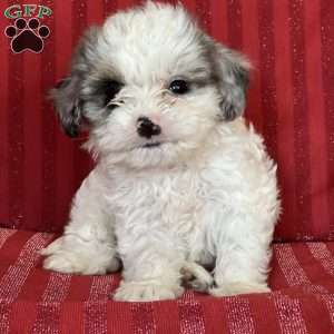 Snow, Cavapoo Puppy