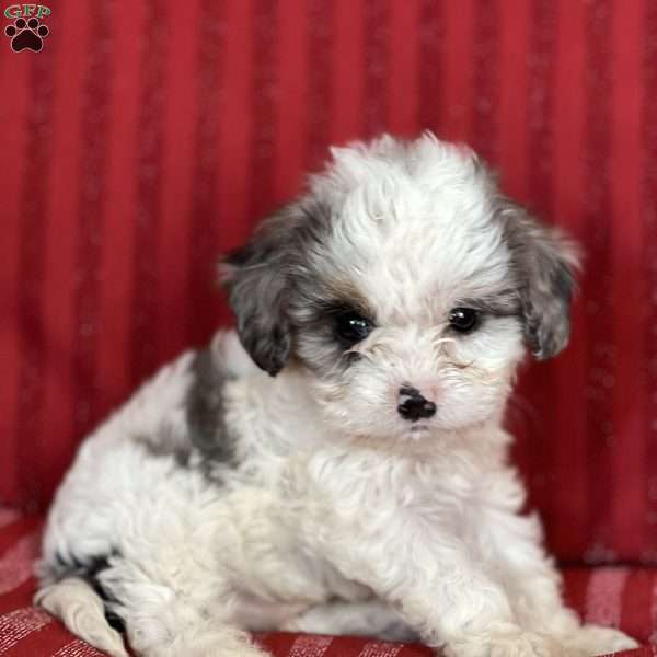 Snow, Cavapoo Puppy