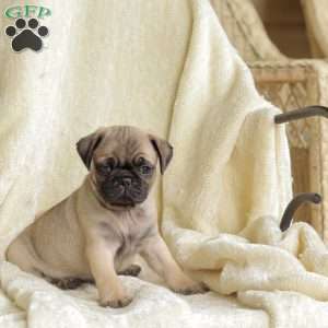 Pug Puppies For Sale - Greenfield Puppies