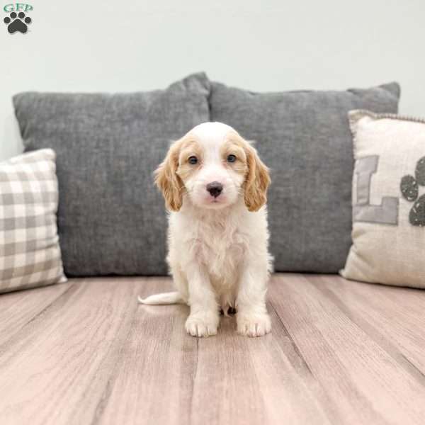 Dillon, Cavapoo Puppy