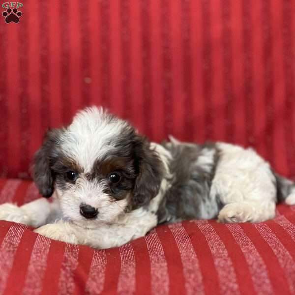 Sam, Cavapoo Puppy